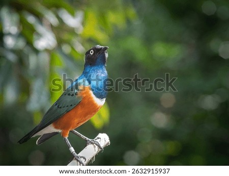 Superb starling bird at Bird Paradise in Singapore 