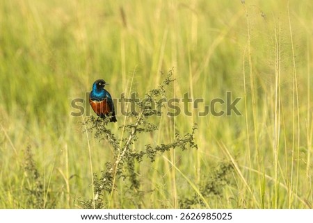 Superb Starling - Lamprotornis superbus is colorful bird of the starling family, formerly Spreo superbus, East Africa including Ethiopia, Somalia, Uganda, Kenya, Sudan and Tanzania.