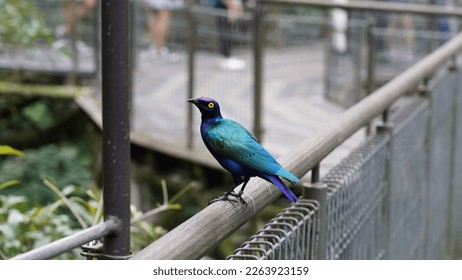 Superb Starling ,Lamprotornis superbus.The superb starling (Lamprotornis superbus) is a member of the starling family of birds