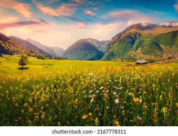 Superb summer view of blooming chamomile flowers on the Caucasus valley. Wonderful morning scene of alpine meadows in Zhabeshi village, Upper Svaneti, Georgia. Beauty of nature concept background. - Shutterstock ID 2167778311