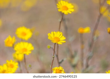 Superbloom  in the desert during spring season—wildflowers in bloom. Death Valley National Park in California, USA