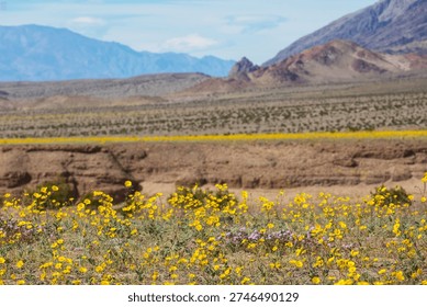 Superbloom  in the desert during spring season—wildflowers in bloom. Death Valley National Park in California, USA