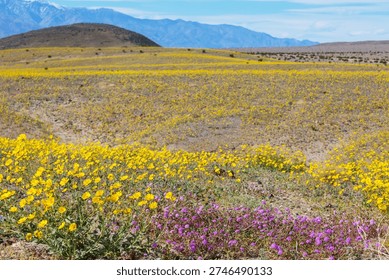 Superbloom  in the desert during spring season—wildflowers in bloom. Death Valley National Park in California, USA