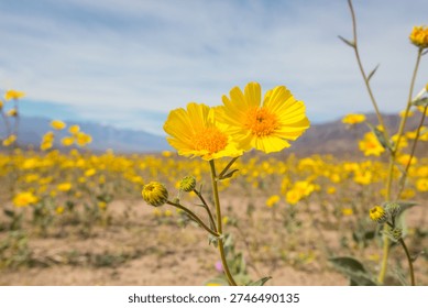 Superbloom  in the desert during spring season—wildflowers in bloom. Death Valley National Park in California, USA