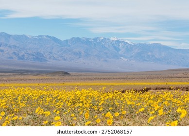 Superbloom  in the desert during spring season—wildflowers in bloom. Death Valley National Park in California, USA