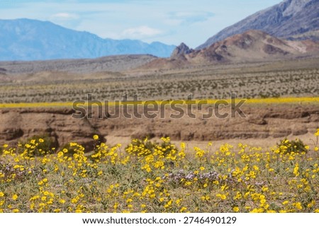 Superbloom  in the desert during spring season—wildflowers in bloom. Death Valley National Park in California, USA