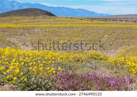 Superbloom  in the desert during spring season—wildflowers in bloom. Death Valley National Park in California, USA