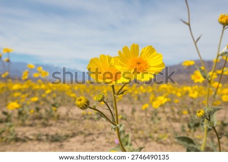 Superbloom  in the desert during spring season—wildflowers in bloom. Death Valley National Park in California, USA