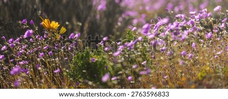 Superbloom  in the desert during spring season—wildflowers in bloom. Death Valley National Park in California, USA