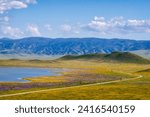 Superbloom at Soda Lake. Carrizo Plain National Monument in central California is covered in swaths of yellow, orange and purple from a super bloom of wildflowers