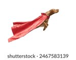 Superdog Vizsla in red superhero cape  flying isolated on white background