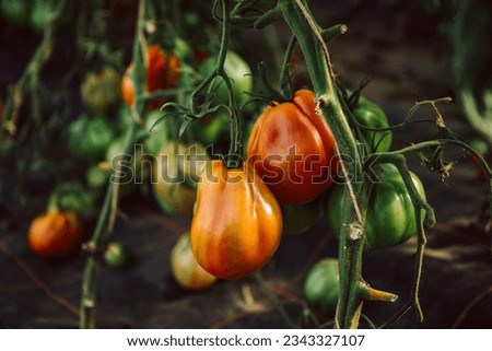 Similar – Foto Bild Paprika Capsicum wächst im Gewächshaus