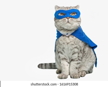 superhero cat, Scottish Whiskas with a blue cloak and mask. The concept of a superhero, super cat, leader. cut out on a white background for design.