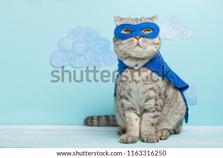 superhero cat, Scottish Whiskas with a blue cloak and mask. The concept of a superhero, super cat, leader