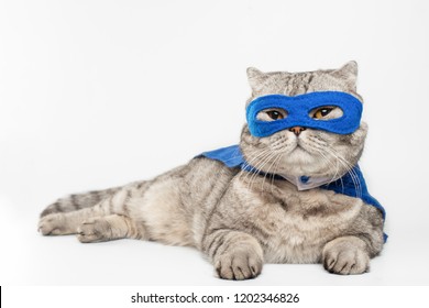 superhero, scotch whiskey with a blue cloak and mask. The concept of a superhero, super cat, leader. On a white background.Macho, Isolate
