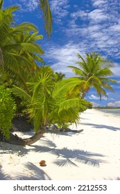 Superior Palmtrees On The Beach In Indian Ocean, Maldive Island, Gan