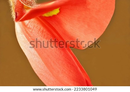 Super-macro view of isolated Running Postman (Kennedia prostrate) flower