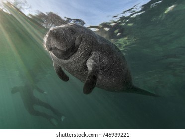 'Supermodel'  This Manatee Seemed To Be Posing For Photographs For A Group Of Snorkelers In Crystal River Florida.