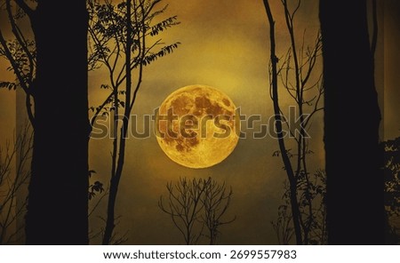 the supermoon in a forest clearing