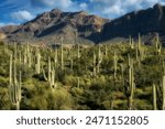 Superstition Mountain from Peralta Regional Park near Phoenix, Arizona.