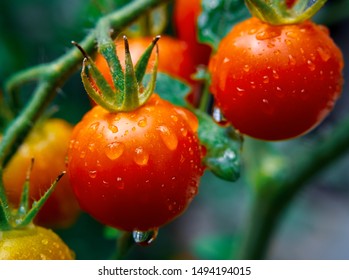 Supersweet 100 Cherry Tomatoes, Zone 6