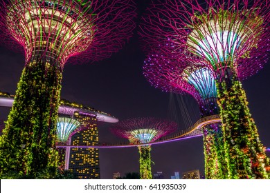 Supertree In Singapore In Night Time. Supertree Is Famous Spot For Traveler In Singapore City. It's Weird Building Covered By Plant. Supertree Will Be Most Beautiful In Night Time. When The Light On.