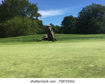 The supervising Great Dane