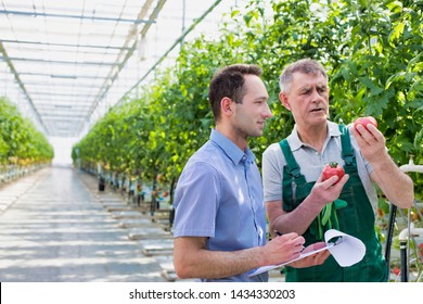 Supervisor with clipboard and senior farmer examining tomatoes in greenhouse - Powered by Shutterstock