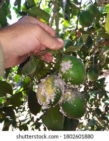 Supervisor Tests The Insect Pests Of The Citrus Trees On Plantation. Citrus Fruits Damaged By Citrus Scale Mealybug, Planococcus Citri (Homoptera: Pseudococcidae) 