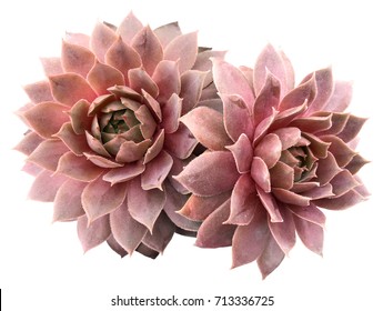 Supervivum Red Rubin Succulents