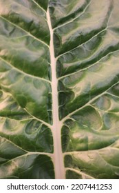 A Supple Leaf Of A Swiss Chard Plant Growing In The Summer Kitchen Garden.