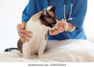 Supplements And Treatment For Pet. Cropped Shot Of Veterinarian Doc Lady Giving Vitamin Pill To A Cat At Veterinary Clinic Interior. Domestic Animal Healthcare, Feline Medicine And Disease Cure
