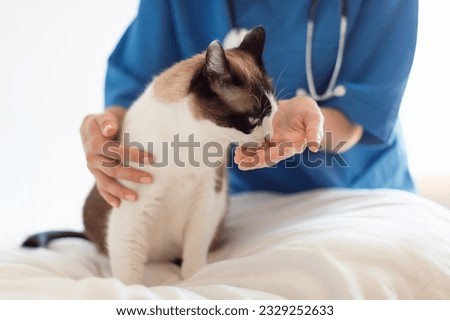 Supplements And Treatment For Pet. Cropped Shot Of Veterinarian Doc Lady Giving Vitamin Pill To A Cat At Veterinary Clinic Interior. Domestic Animal Healthcare, Feline Medicine And Disease Cure