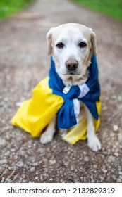 Support animal in Ukraine. Dog with Ukraine flag.