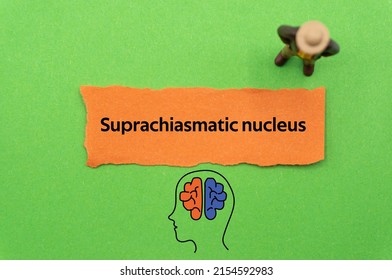 Suprachiasmatic nucleus.The word is written on a slip of colored paper. Psychological terms, psychologic words, Spiritual terminology. psychiatric research. Mental Health Buzzwords.