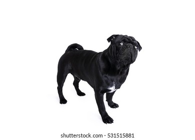 Suprised Black Pug Dog Standing On Isolated White Background