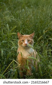 Suprised Cat Sits In Green Spikelets