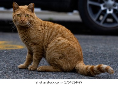 Suprised Cat Stares At Camera