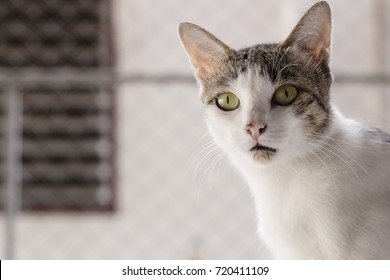 Suprised Cat Staring Cat Staring Through Camera
