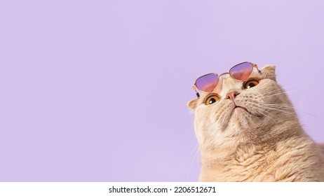 Suprised cat with sunglasses on his head on a violet background and looking at free copy space for text. Sale, advertisment, discount, special offer, promotion business concept. Creative trendy banner - Shutterstock ID 2206512671