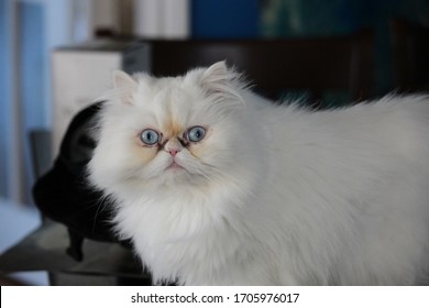 A Suprised Cat With White Fur And Blue Eyes