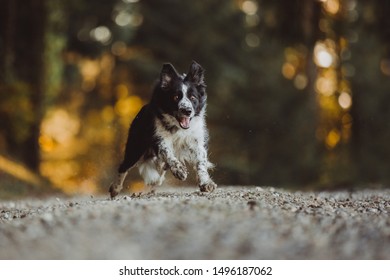 Suprised Dog Is Jumping. Border Collie In Action. Happy Dog.