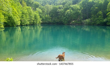 A Suprised Dog In The Nice Green Lake. The Ripple Water Is Mirroring The Trees.