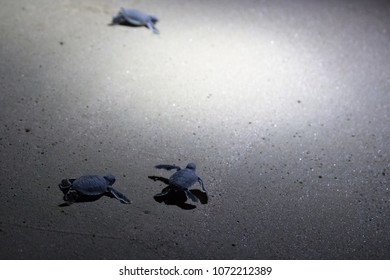 540 Sea turtles oman Images, Stock Photos & Vectors | Shutterstock