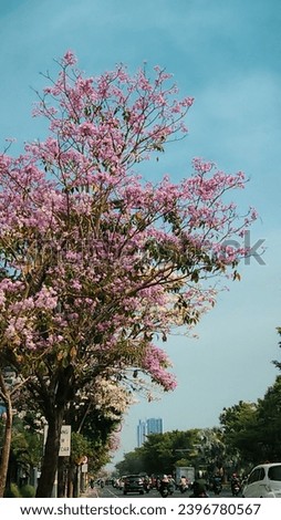 Surabaya, 23 November 2023.
Tabebuya flowers bloom on the side of the highway.