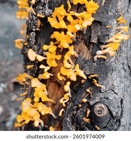 Surabaya, East Java, Indonesia, March 22, 2025, newly emerged yellow small mushrooms are very unique and beautiful growing on tree trunks.