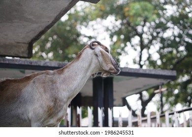 Surabaya, Indonesia - May 23, 2021: White-brown Sheep Looking Far Ahead Against The Background Of Trees.