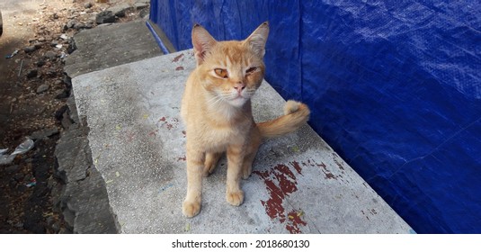 SURABAYA, INDONESIA - A One Eyed Street Cat Stared At Me On July, 17 2021 In Surabaya, Indonesia. Cats Are Finicky Creatures, They Tend To Stake Their Claim Upon Initial Meeting.