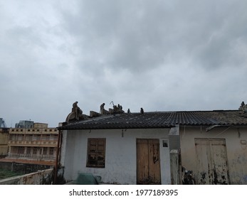 Surat, Gujarat, India-May 18, 2021. Effect Of Tauktae Cyclone And Monkeys On The Roof In The Evening. 