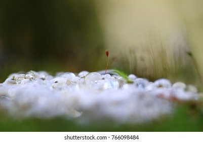 Surealism.Moss Box Among White Drops In What That White, Perhaps A Kind Of Mushrooms.